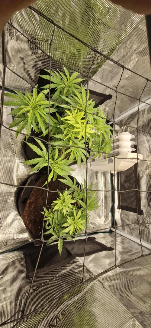 1st Grow Diary. Week 6
