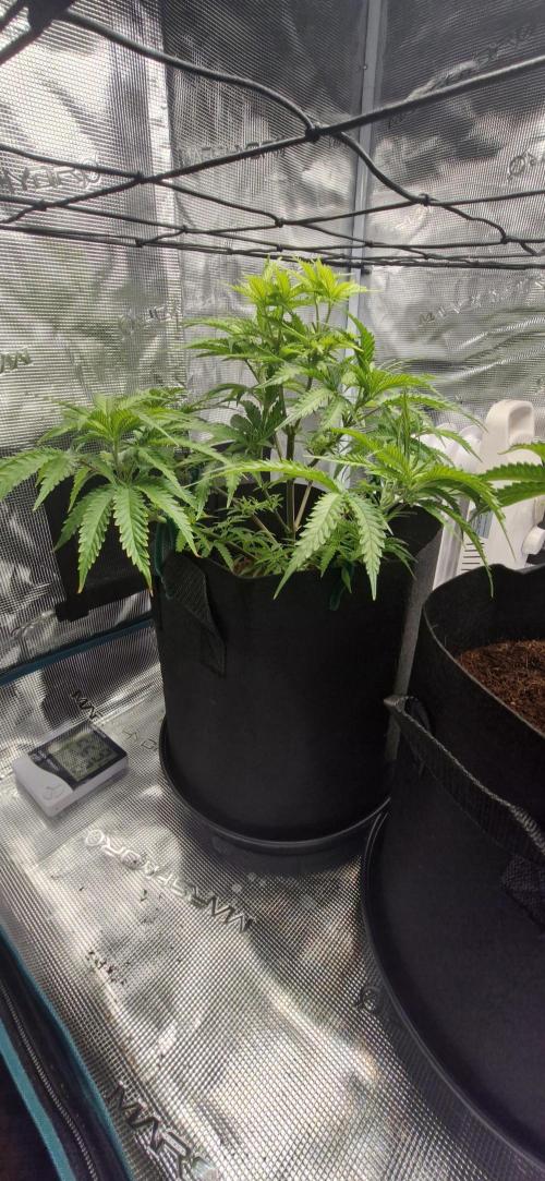1st Grow Diary. Week 6