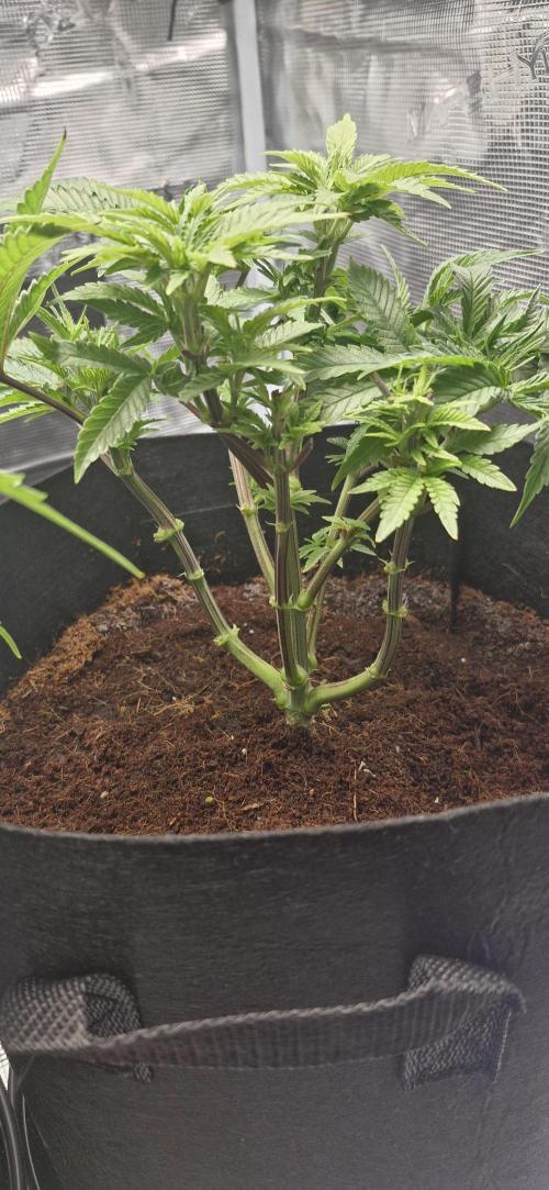 1st Grow Diary. Week 6