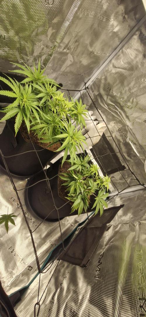 1st Grow Diary. Week 6