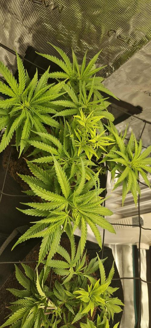 1st Grow Diary. Week 6