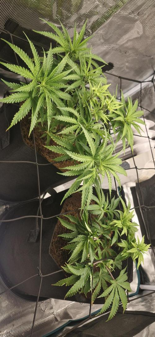 1st Grow Diary. Week 6