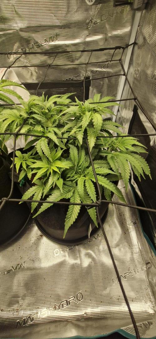 1st Grow Diary. Week 8