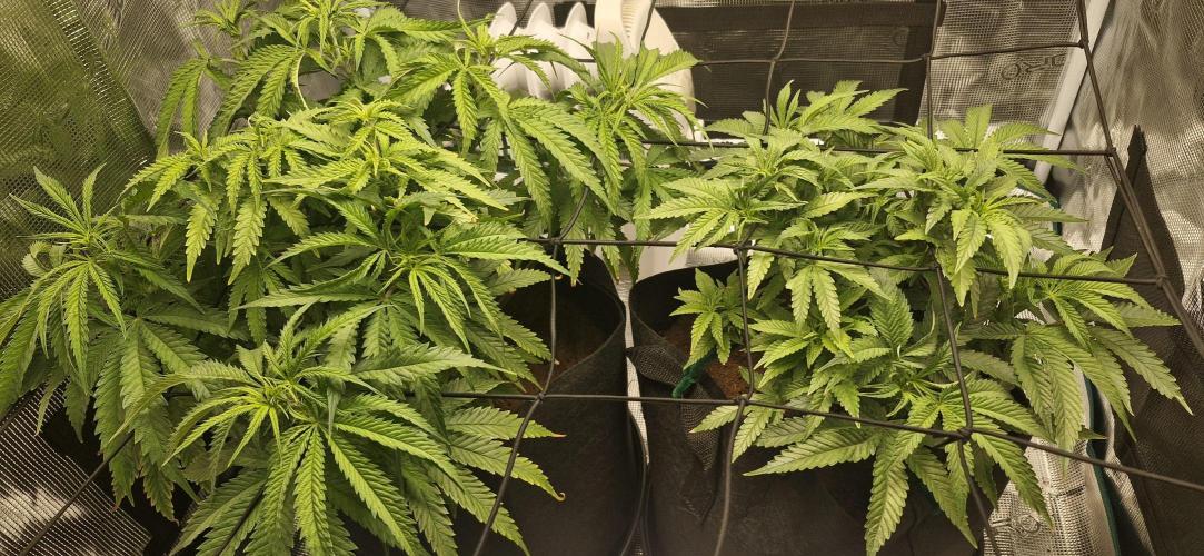 1st Grow Diary. Week 8