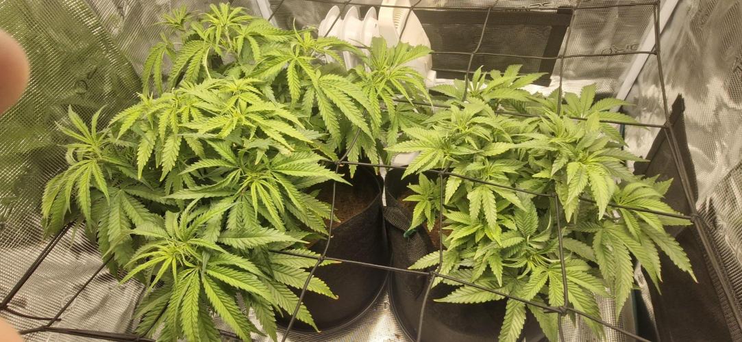 1st Grow Diary. Week 8