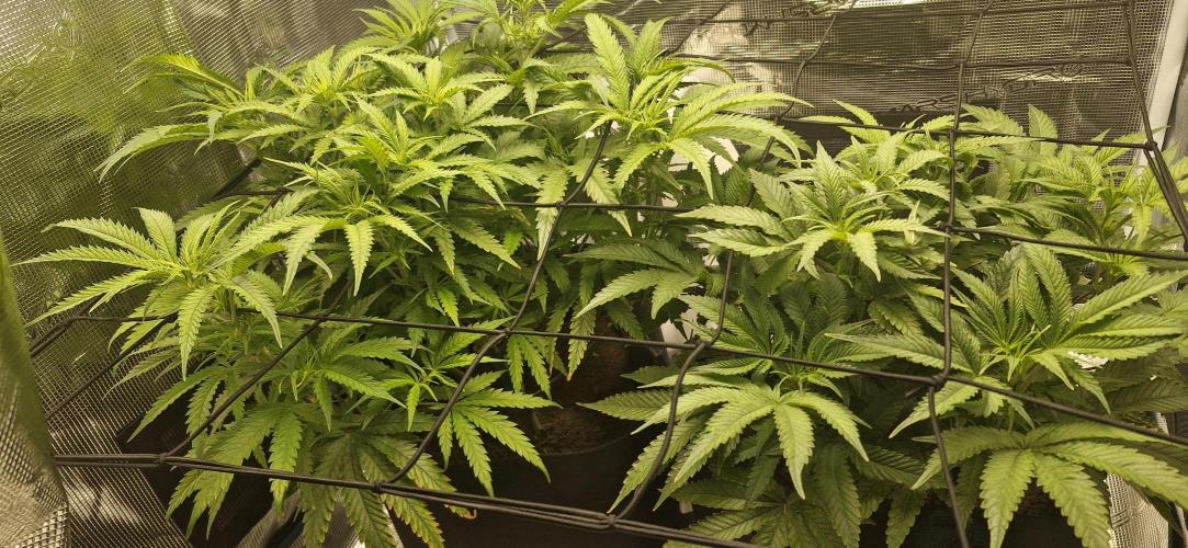 1st Grow Diary. Week 8
