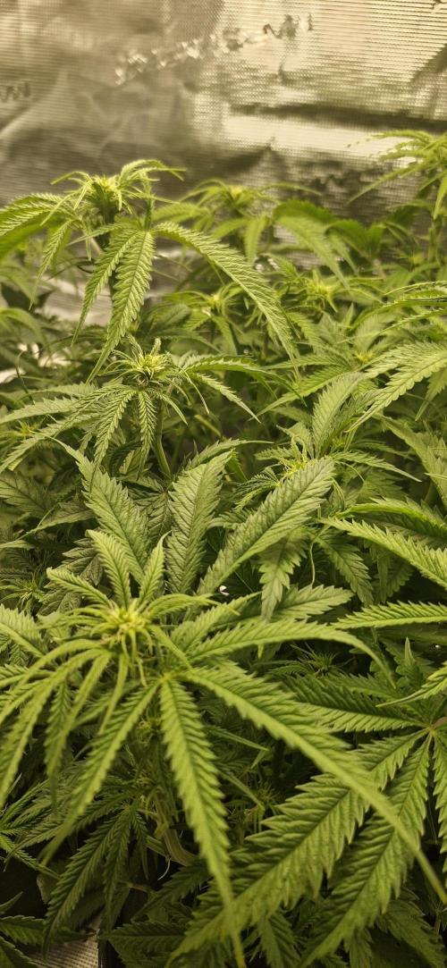 1st Grow Diary. Week 10
