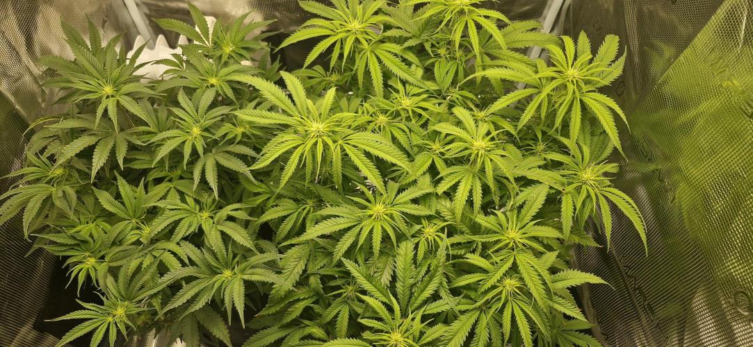 1st Grow Diary. Week 10