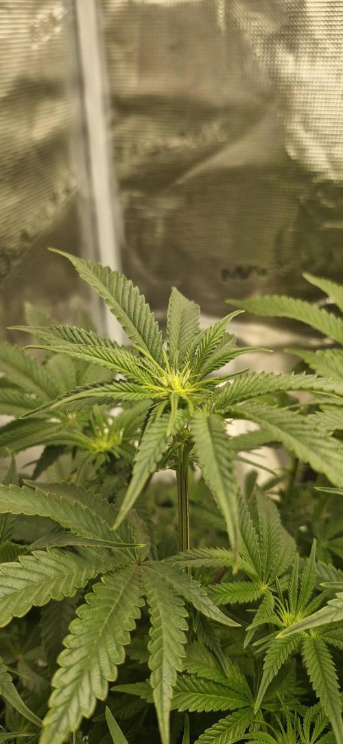 1st Grow Diary. Week 10