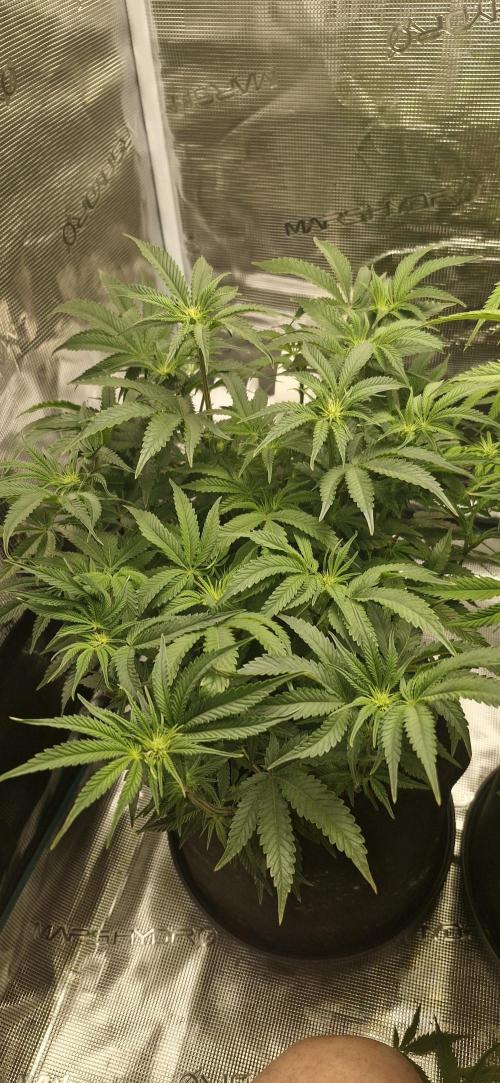 1st Grow Diary. Week 10