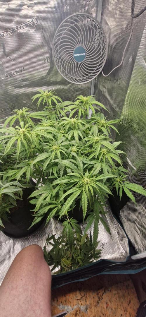1st Grow Diary. Week 11