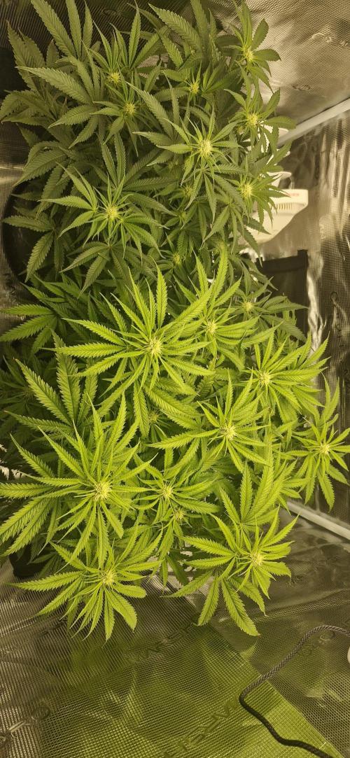 1st Grow Diary. Week 11