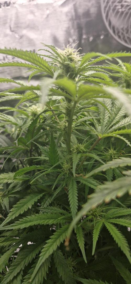 1st Grow Diary. Week 11