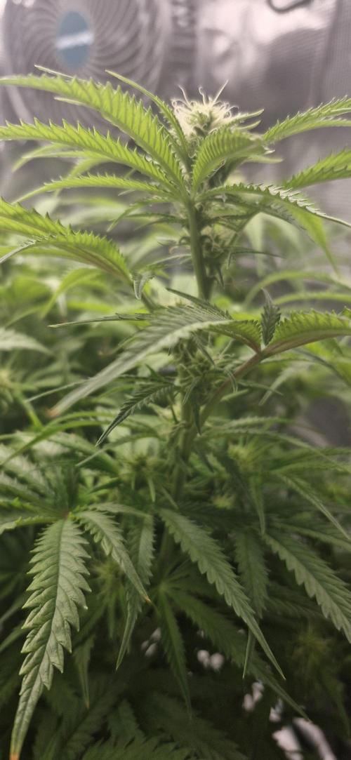 1st Grow Diary. Week 11