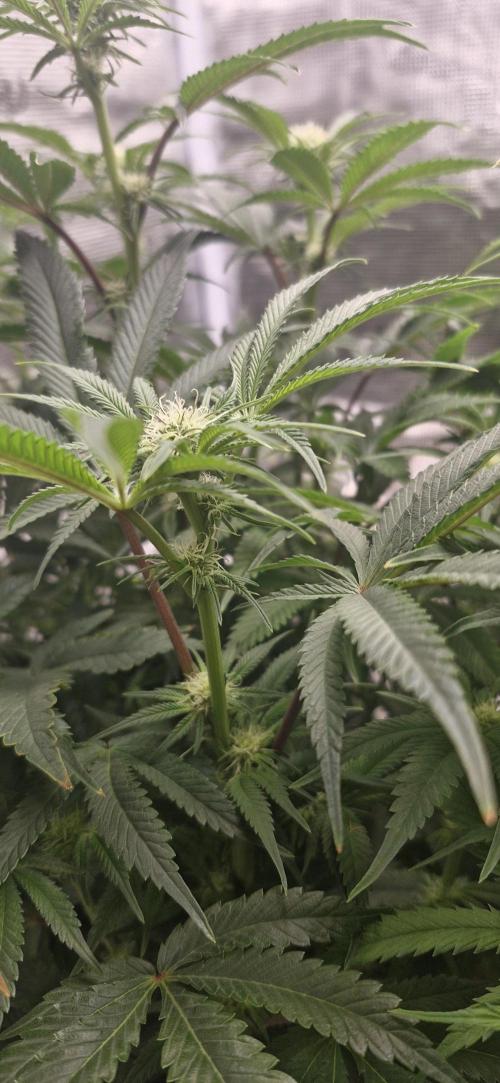1st Grow Diary. Week 11