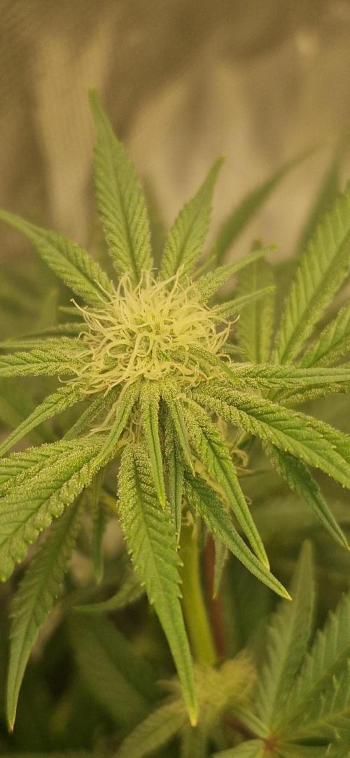 1st Grow Diary. Week 12