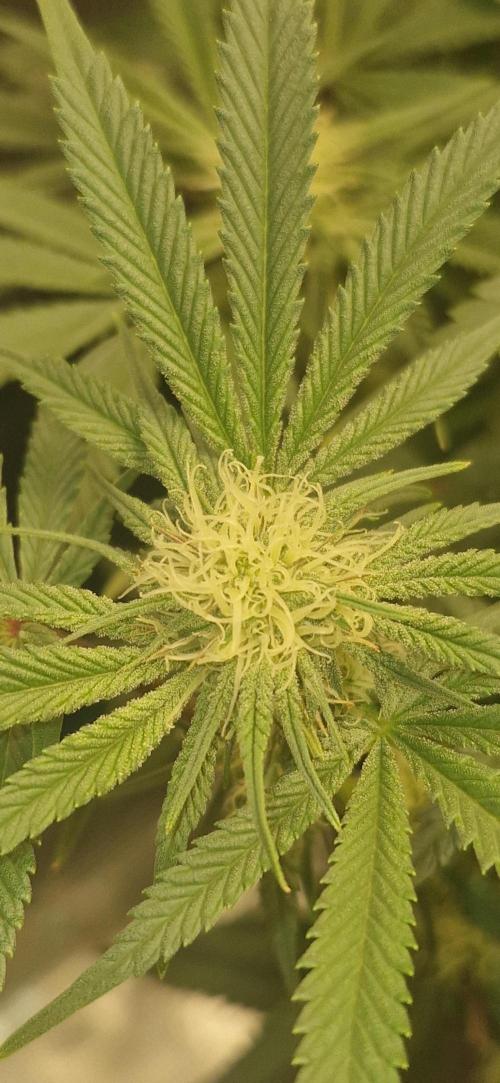 1st Grow Diary. Week 12