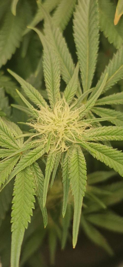1st Grow Diary. Week 12