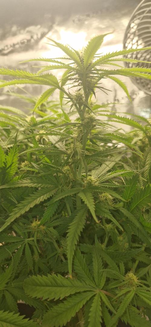1st Grow Diary. Week 12