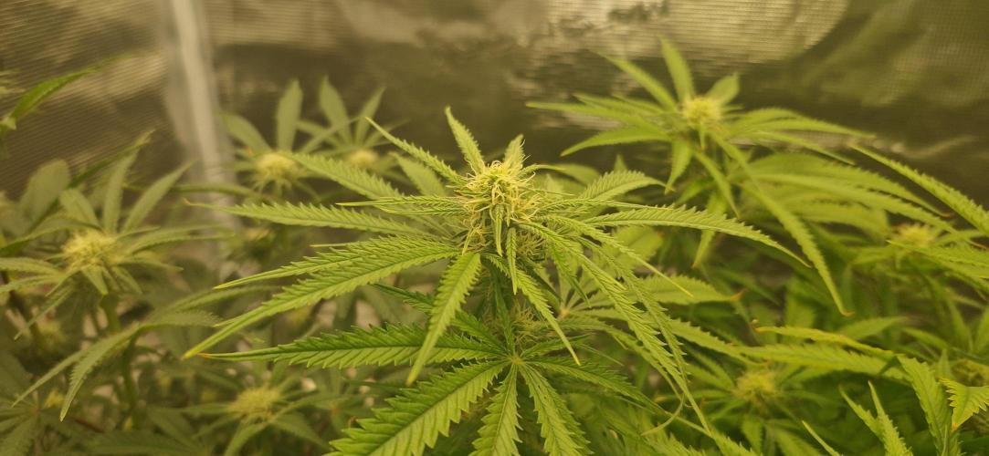 1st Grow Diary. Week 12