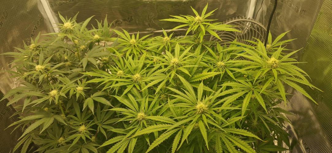 1st Grow Diary. Week 12