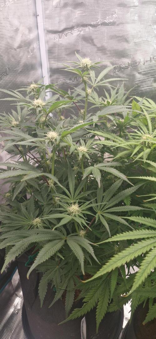 1st Grow Diary. Week 12