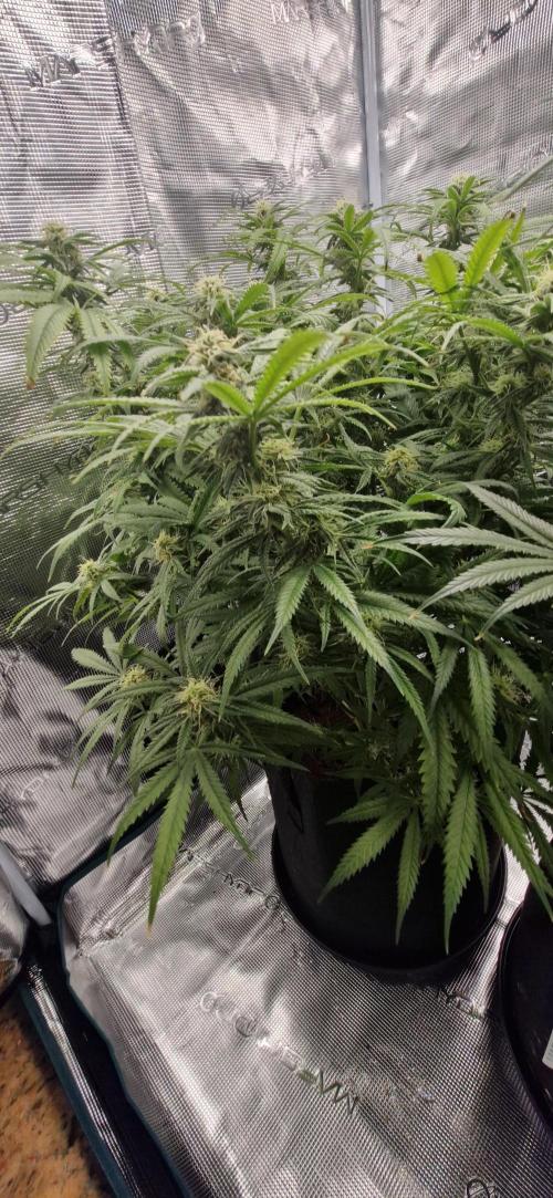 1st Grow Diary. Week 13