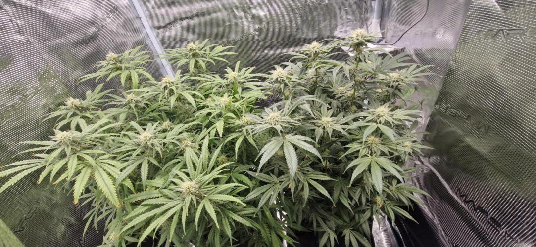 1st Grow Diary. Week 13