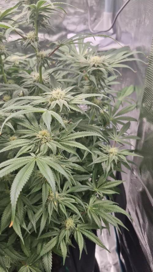 1st Grow Diary