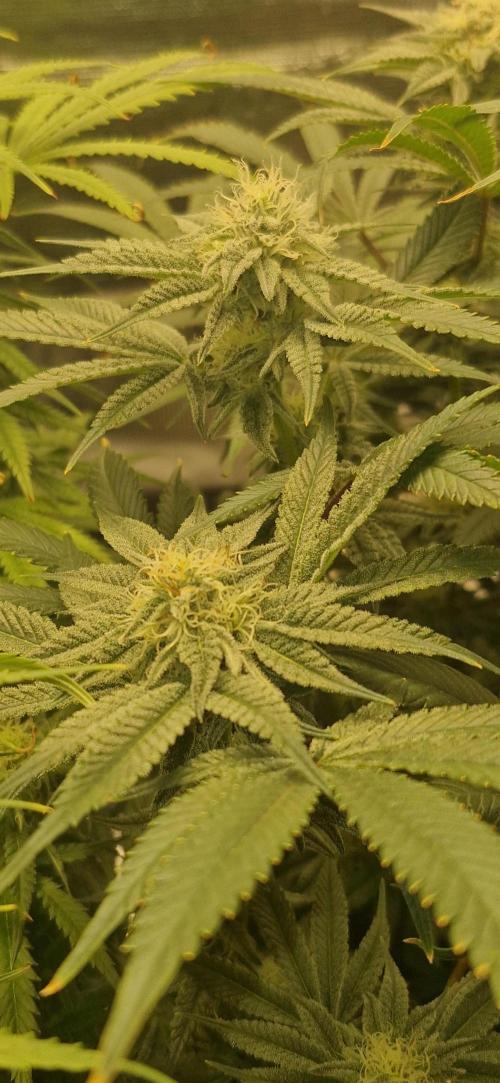 1st Grow Diary. Week 14