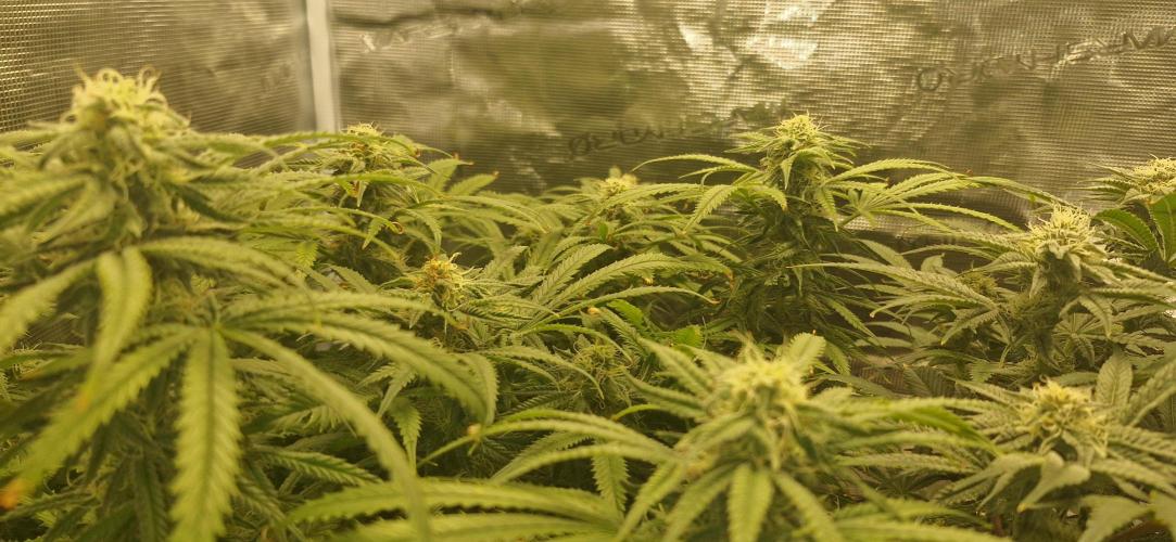 1st Grow Diary. Week 14