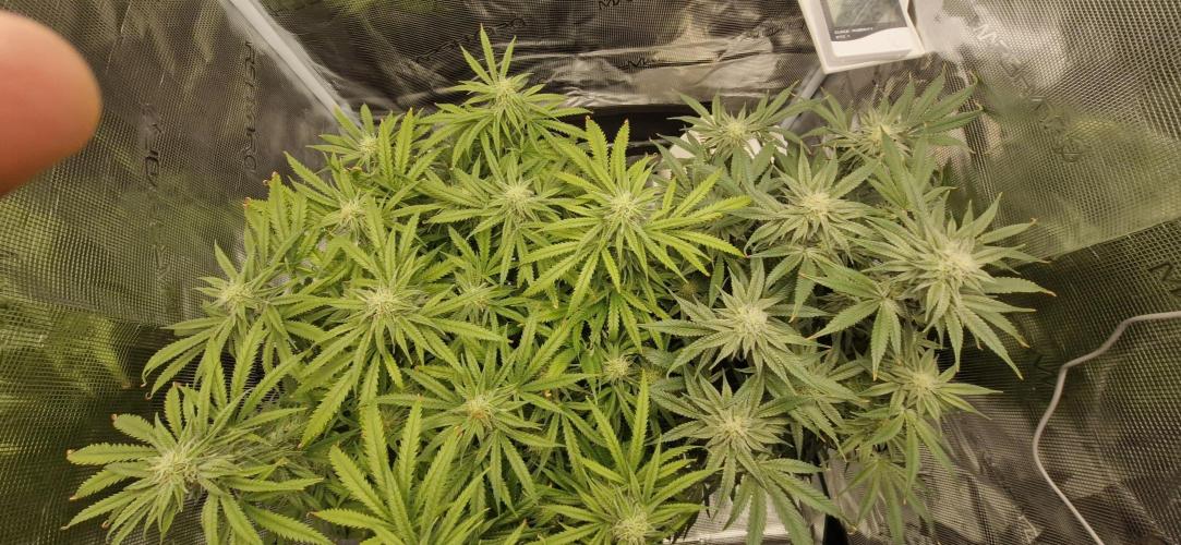 1st Grow Diary. Week 14