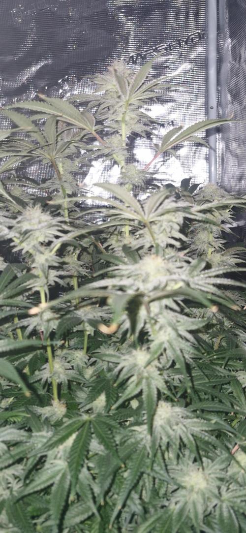 1st Grow Diary. Week 14