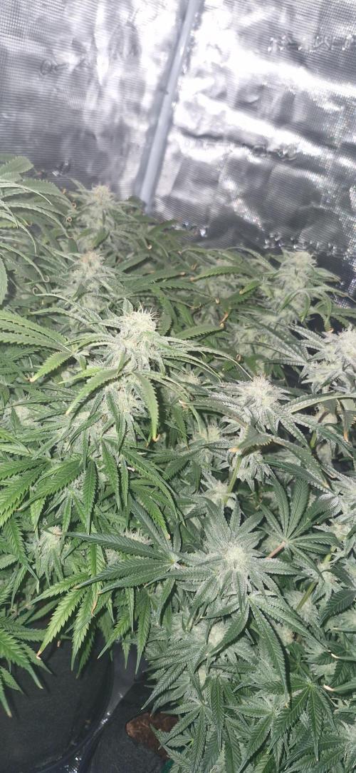 1st Grow Diary. Week 14
