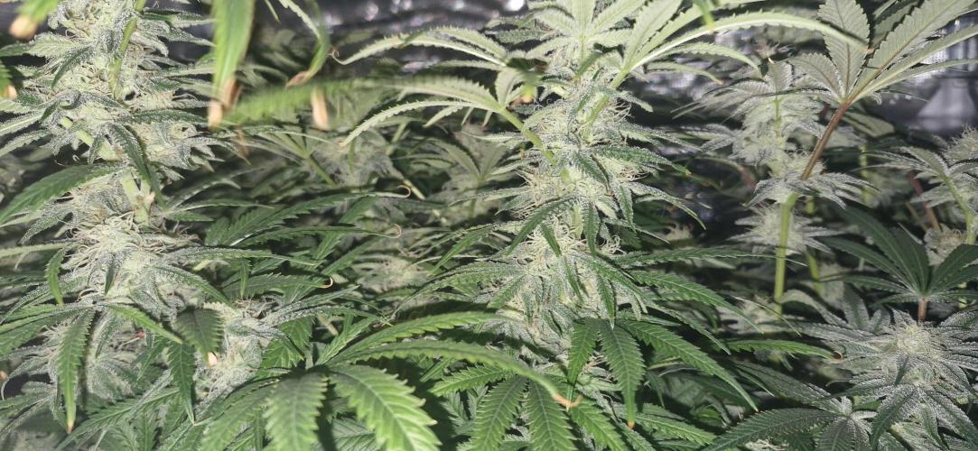 1st Grow Diary. Week 14