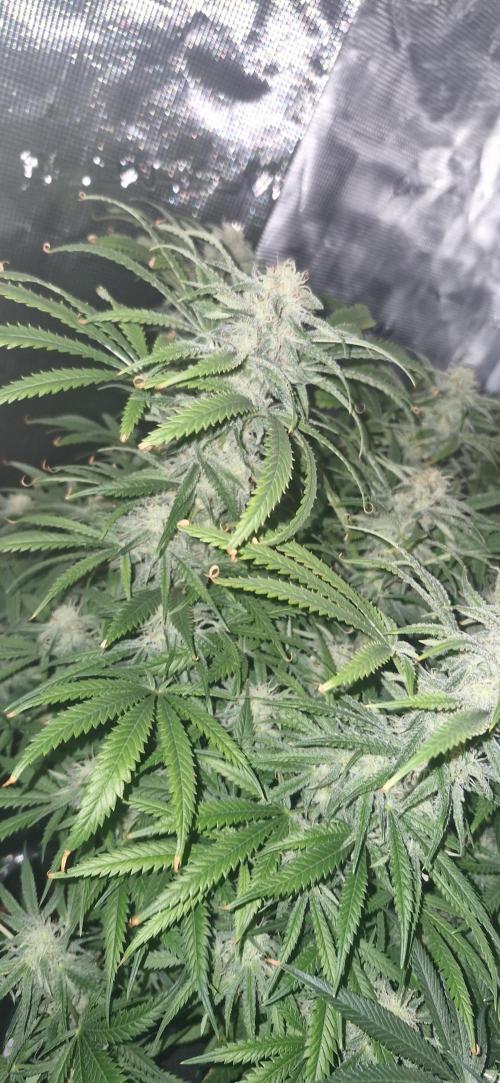 1st Grow Diary. Week 14