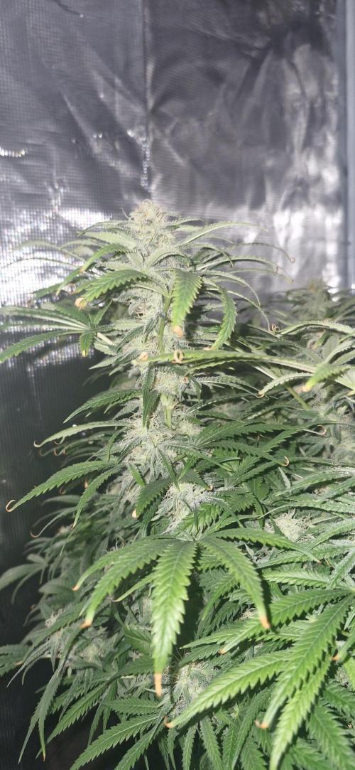 1st Grow Diary. Week 14