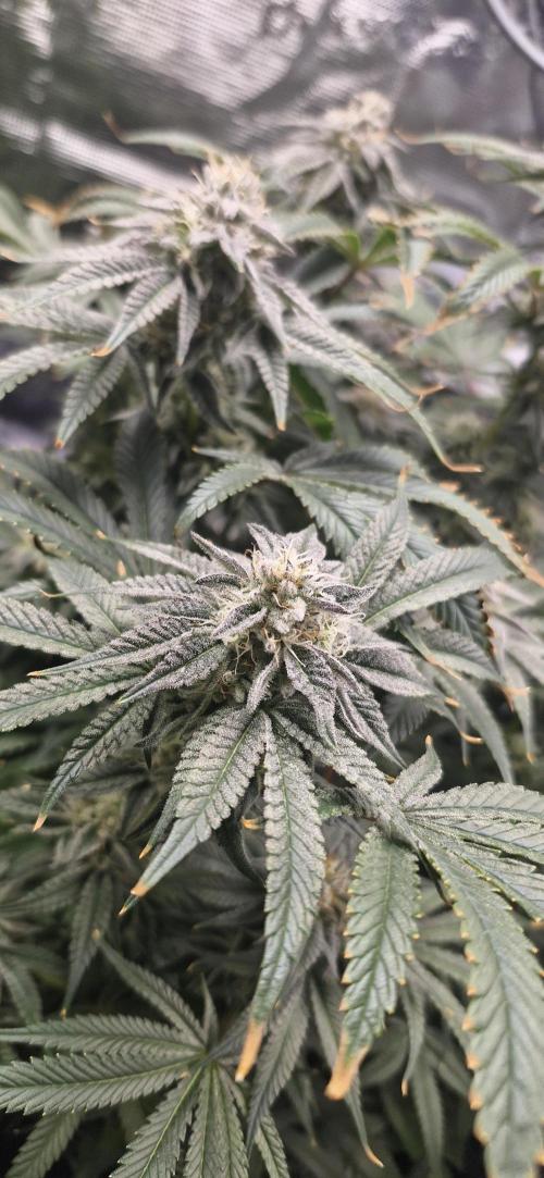 1st Grow Diary. Week 15