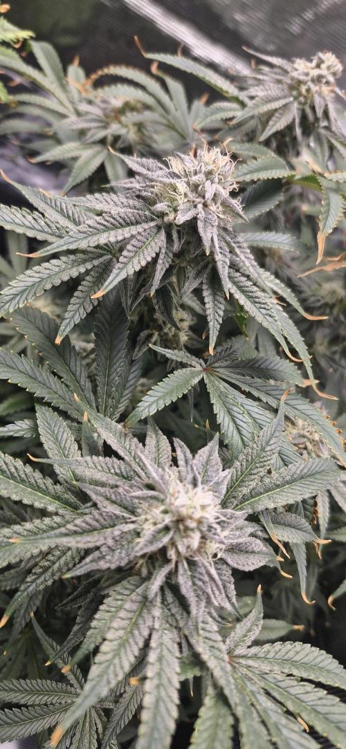 1st Grow Diary. Week 15