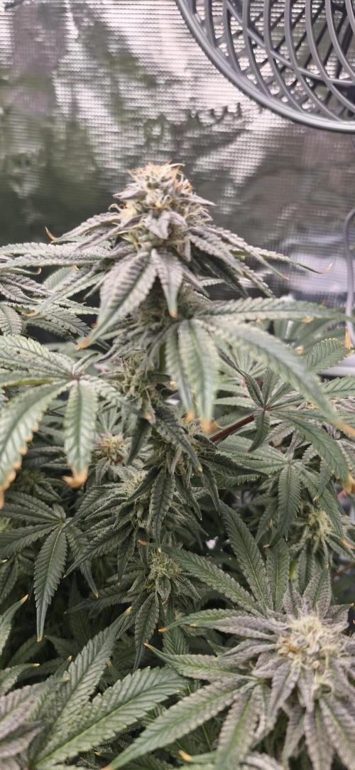 1st Grow Diary. Week 15
