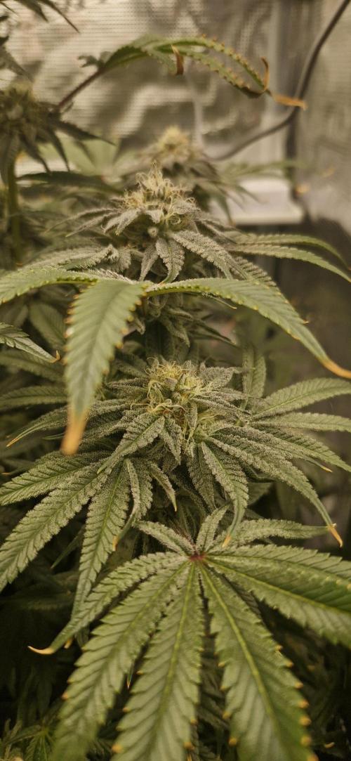 1st Grow Diary. Week 15