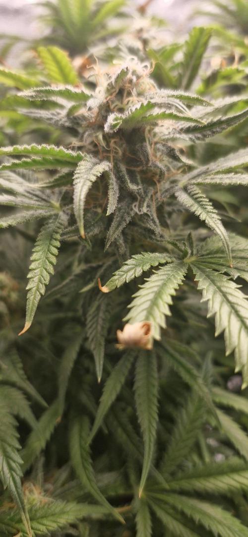 1st Grow Diary. Week 15