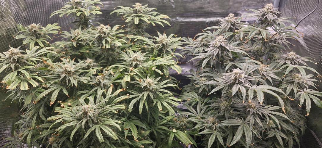 1st Grow Diary. Week 15