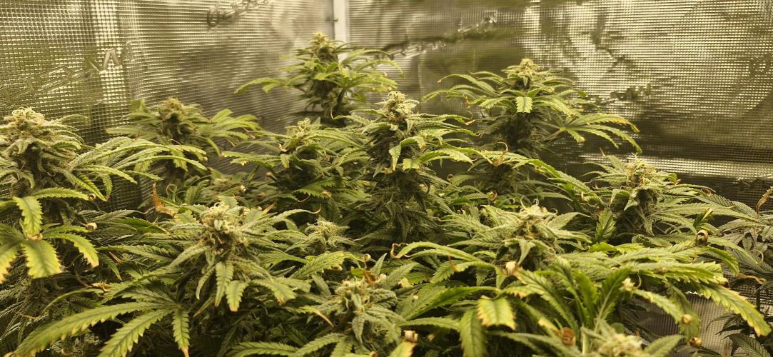 1st Grow Diary. Week 15