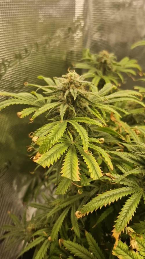1st Grow Diary