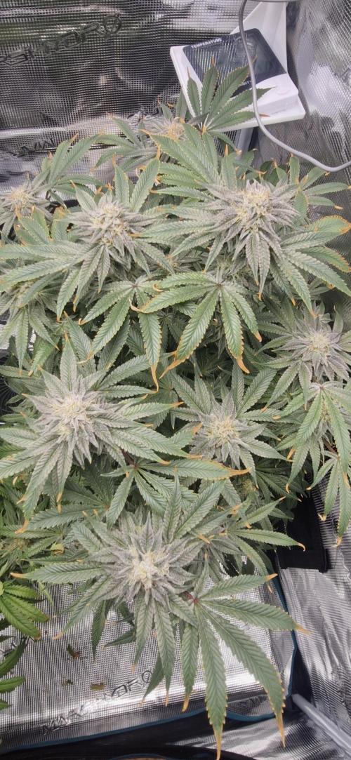 1st Grow Diary. Week 15