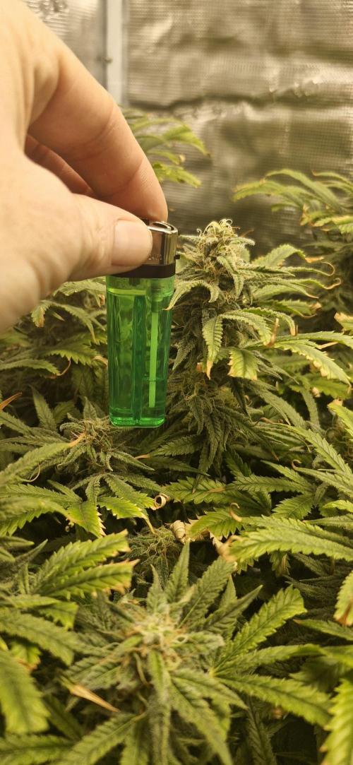 1st Grow Diary. Week 16