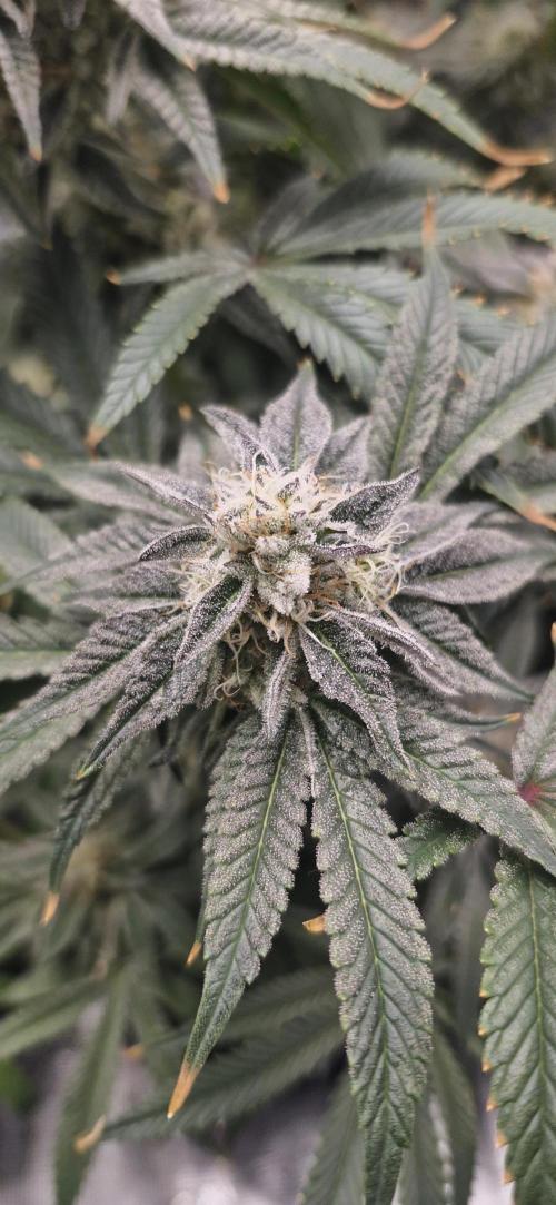 1st Grow Diary. Week 16