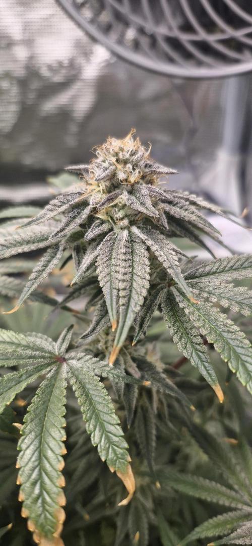 1st Grow Diary. Week 16
