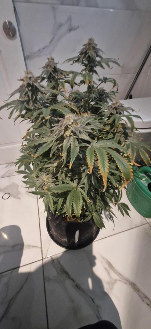 1st Grow Diary. Week 17